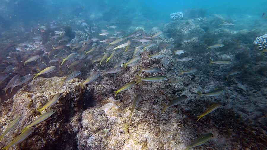 Waikiki: Honolulu Beginner Scuba Diving with Videos - Practical preparation for the morning or afternoon