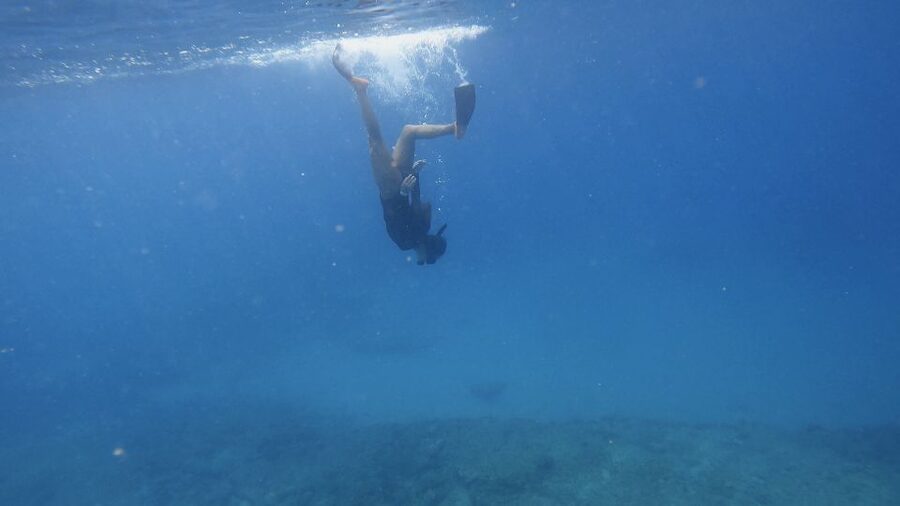 Waikiki: Honolulu Beginner Snorkeling Tour with Videos - What you might see beneath the lagoon