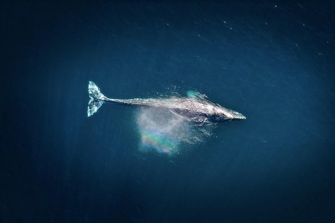 Waikiki, Oahu 2-Hour Whale Watching: Guaranteed Sightings - The boat, the views, and the motion