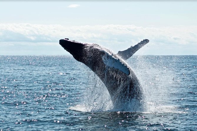 Waikiki, Oahu 2-Hour Whale Watching: Guaranteed Sightings - Is $45.31 a good value?