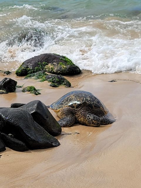 Waikiki: Oahu In a Day Circle Island Tour - Waimea Botanical Garden and the waterfall choice