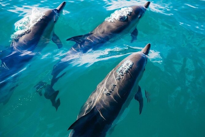 Waikiki Sail and Snorkel Adventure Best of Hawaii 2023 - Practical details that matter