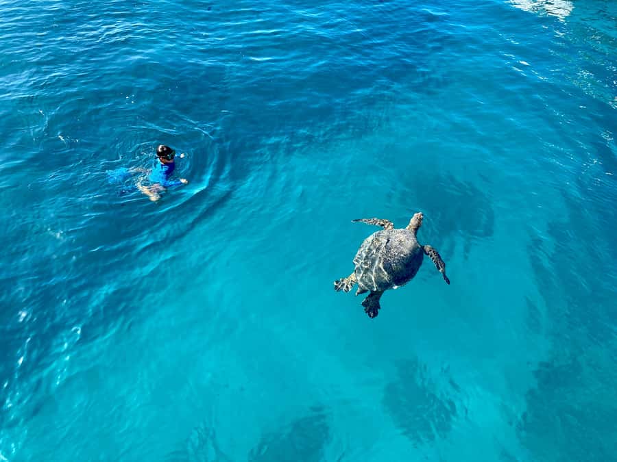 Waikiki: Sea Turtle Snorkeling, Small Group Boat Tour - Why the six-person limit matters at Turtle Canyon