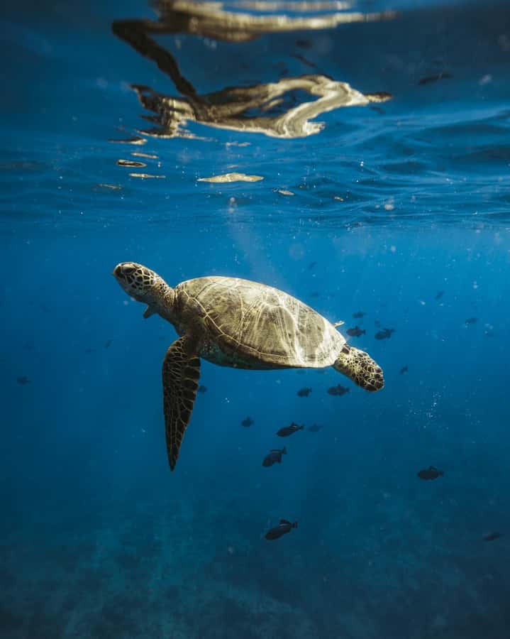 Waikiki: Sea Turtle Snorkeling, Small Group Boat Tour - A careful introduction to Turtle Canyon