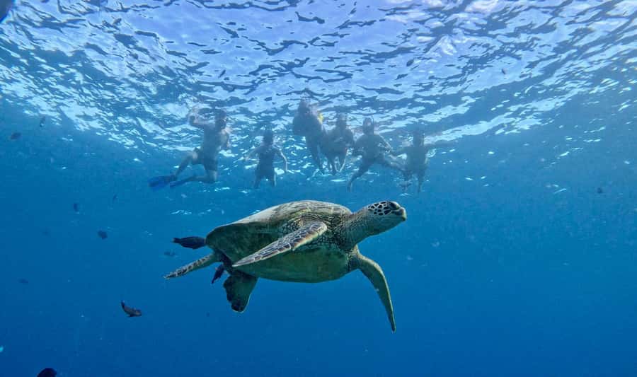 Waikiki: Sea Turtle Snorkeling, Small Group Boat Tour - How the $116 price compares with the experience