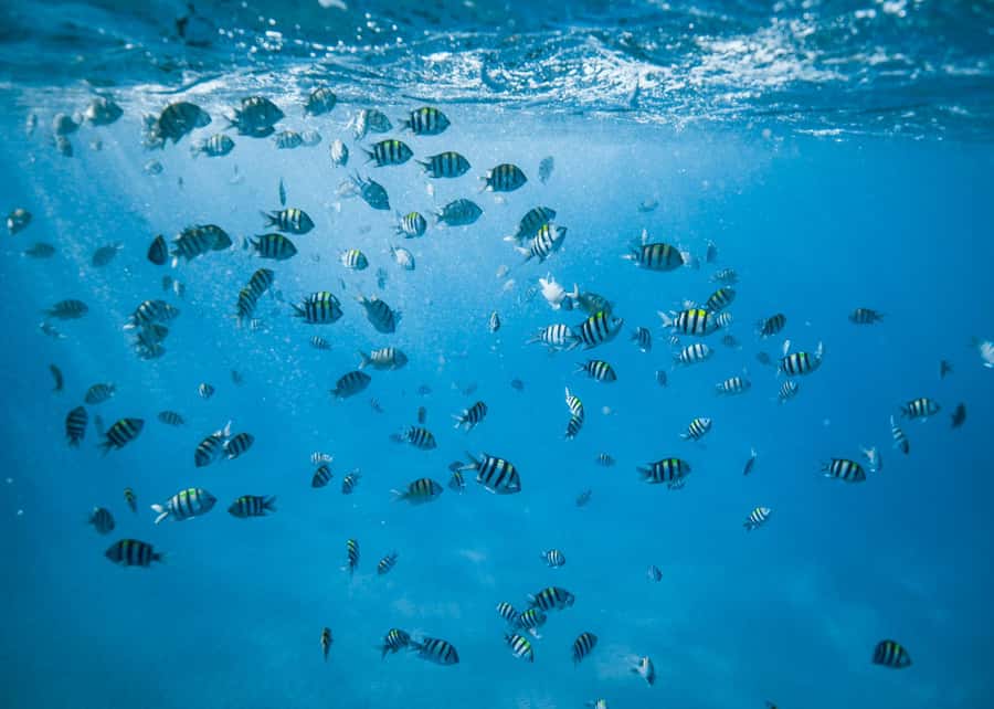 Waikiki: Sea Turtle Snorkeling, Small Group Boat Tour - From Kewalo Basin to the south shore