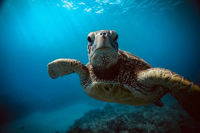 Waikiki small group turtle snorkeling & sailing - Why the 7 a.m. start matters at Turtle Canyon