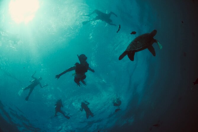 Waikiki Snorkel Tour - Finding green sea turtles at Turtle Canyons