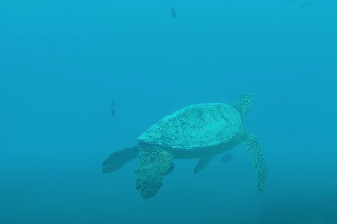 Waikiki Snorkel Tour - Who should book this Waikiki snorkel trip