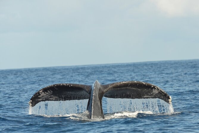 Waikiki Sunset Cruise Catamaran Boat Tour on Oahu - Wildlife sightings depend on the season