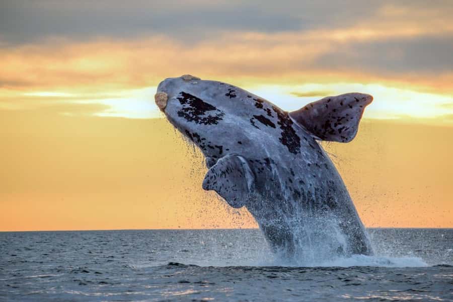 Waikiki: Sunset Whale Watching with 2 Drinks (BYOB-Friendly) - Setting Out From Pier E at Ala Moana Harbor