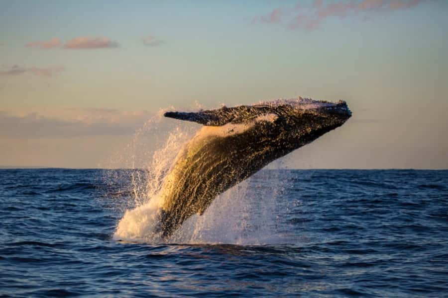 Waikiki: Sunset Whale Watching with 2 Drinks (BYOB-Friendly) - Two Hours Along Waikiki’s Whale-Watching Waters
