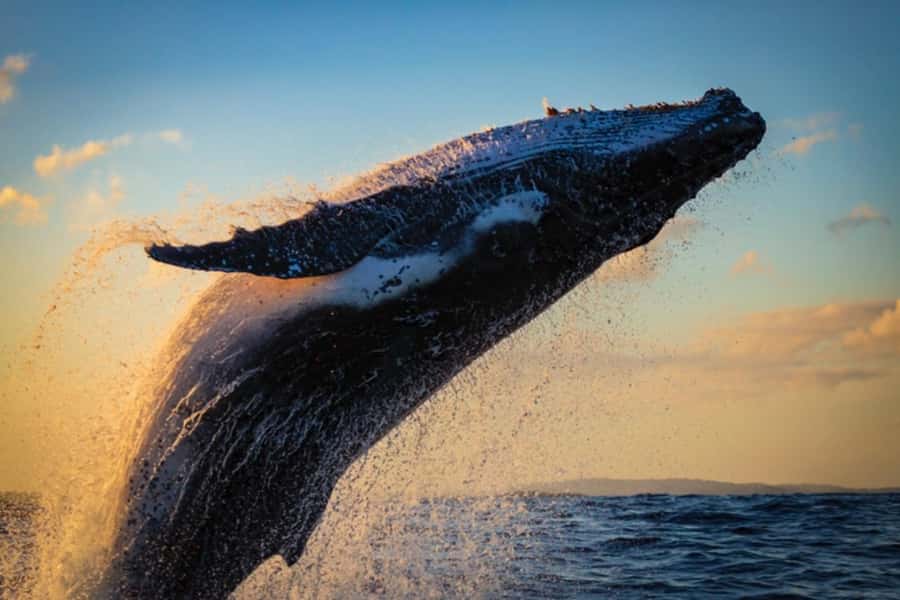Waikiki: Sunset Whale Watching with 2 Drinks (BYOB-Friendly) - Diamond Head at Sunset, With a Drink in Hand