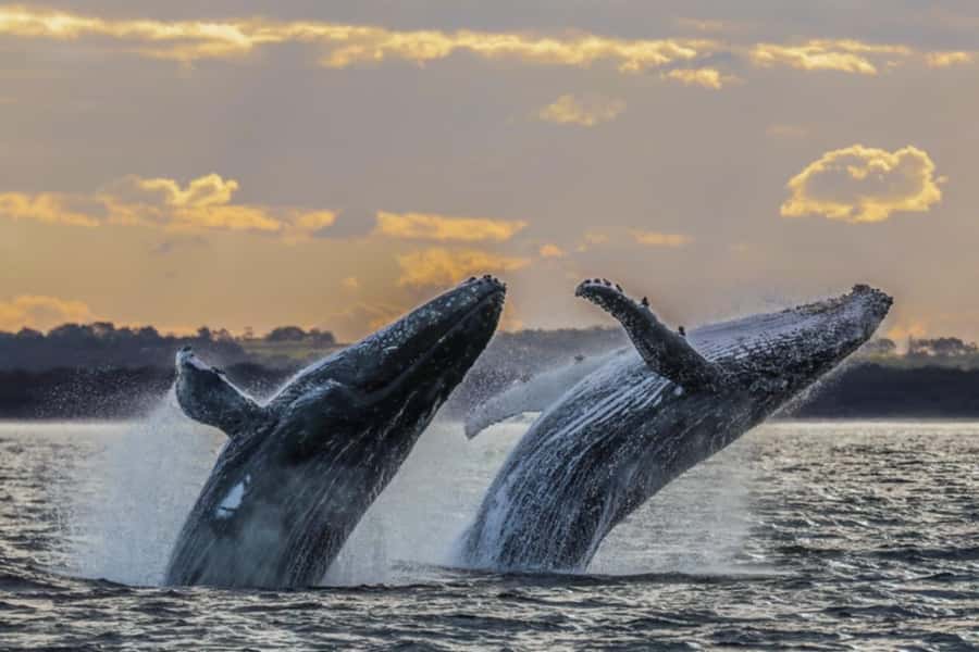 Waikiki: Sunset Whale Watching with 2 Drinks (BYOB-Friendly) - What the Crew Adds to the Cruise