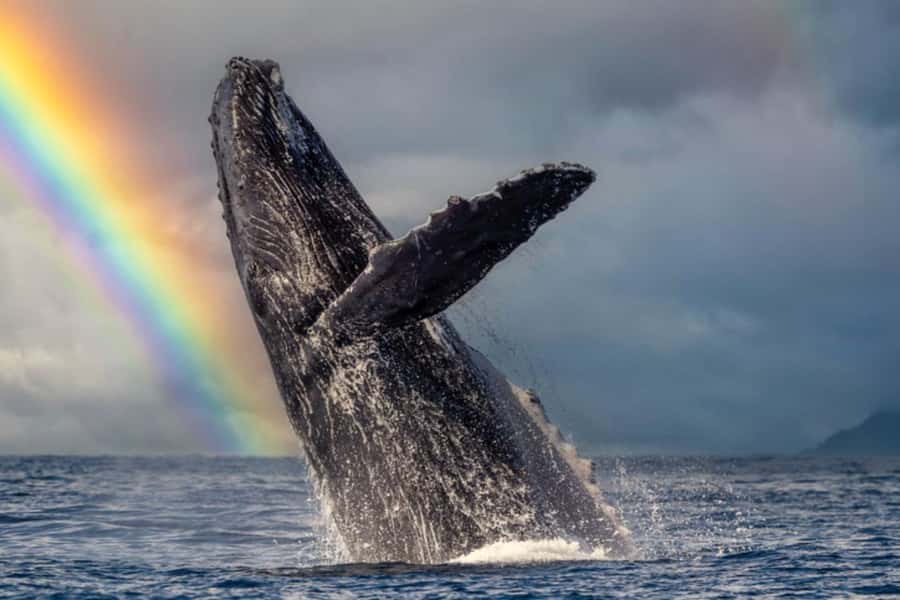 Waikiki: Sunset Whale Watching with 2 Drinks (BYOB-Friendly) - FAQ
