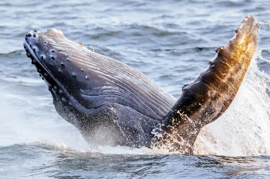 Waikiki: Sunset Whale Watching with 2 Drinks (BYOB-Friendly) - Humpback Season From December Through April