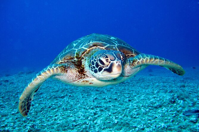 Waikiki: Turtle Canyon Snorkel - A short boat ride to Turtle Canyon