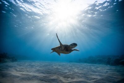 Turtle Canyon Snorkel