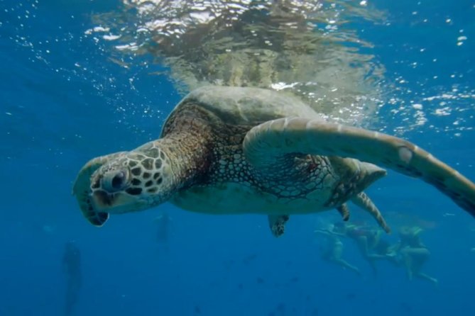 Waikiki: Turtle Canyon Snorkel - What the crew does well
