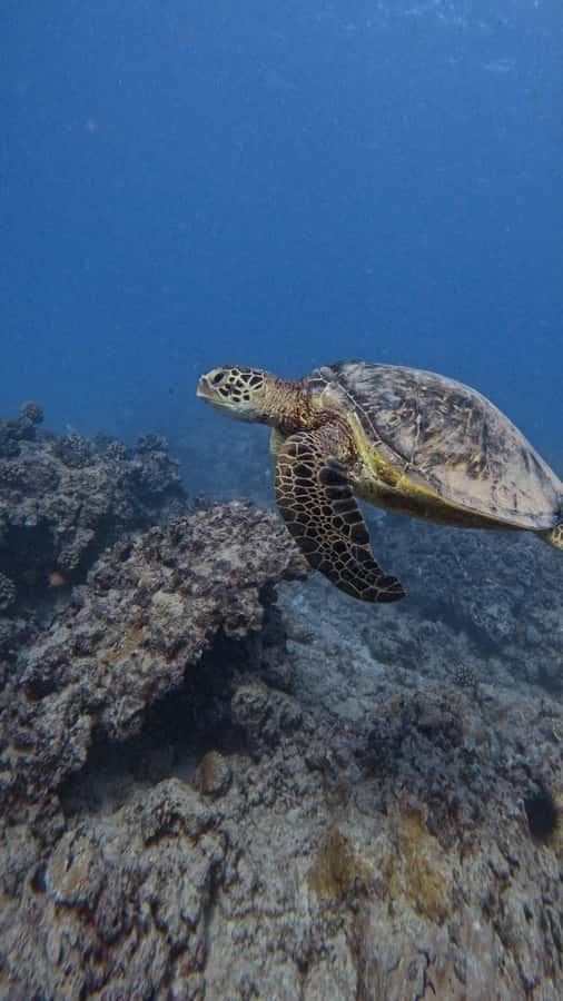 Waikiki: Turtle Canyon Snorkel Tour with Small Group - A fast ride from Kewalo Basin Harbor