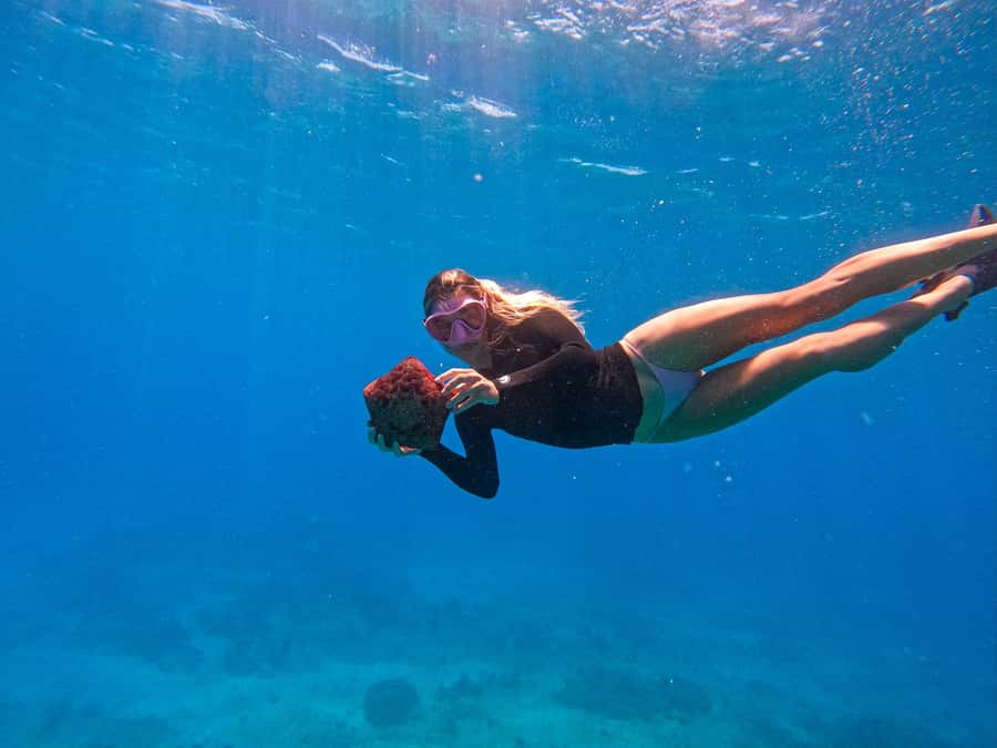 Waikiki: Turtle Canyon Snorkel Tour with Small Group - Turtle Canyon and the wildlife you may see