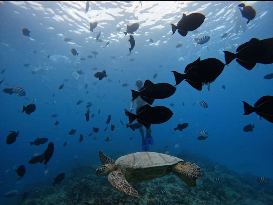 Waikiki: Turtle Canyon Snorkel Tour with Small Group - Why six passengers makes a difference