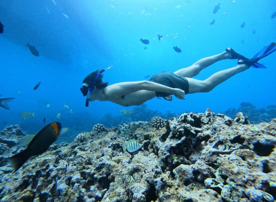 Waikiki: Turtle Canyon Snorkel Tour with Small Group - The price: fair for a short private-feeling outing