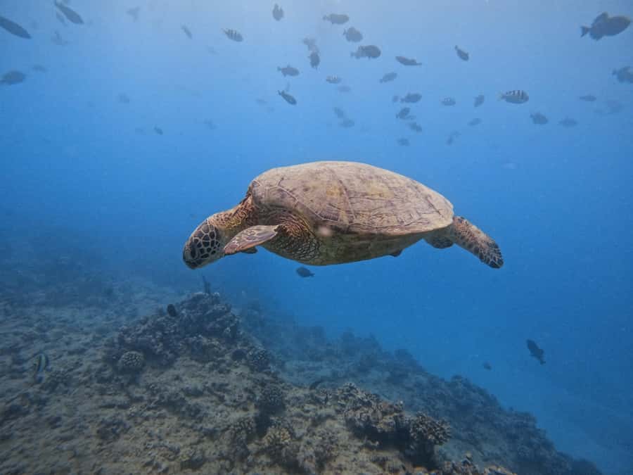 Waikiki: Turtle Canyon Snorkel Tour with Small Group - Timing, schedule changes, and cancellation concerns