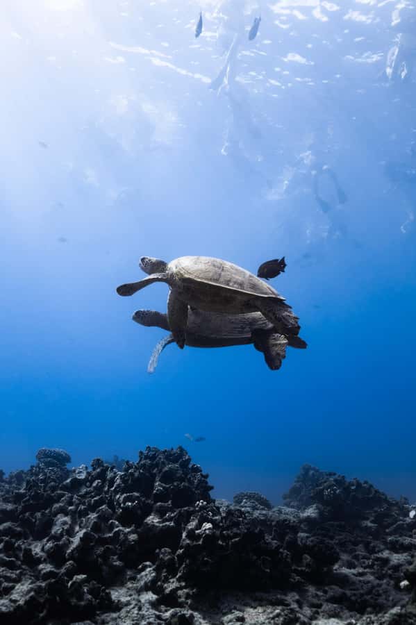 Waikiki: Turtle Canyon Snorkel Tour with Small Group - Who will get the most from this trip