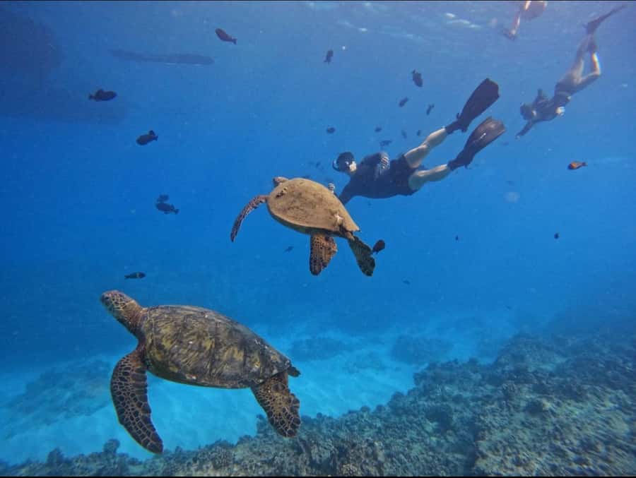 Waikiki: Turtle Canyon Snorkel Tour with Small Group - A respectful way to enjoy Turtle Canyon
