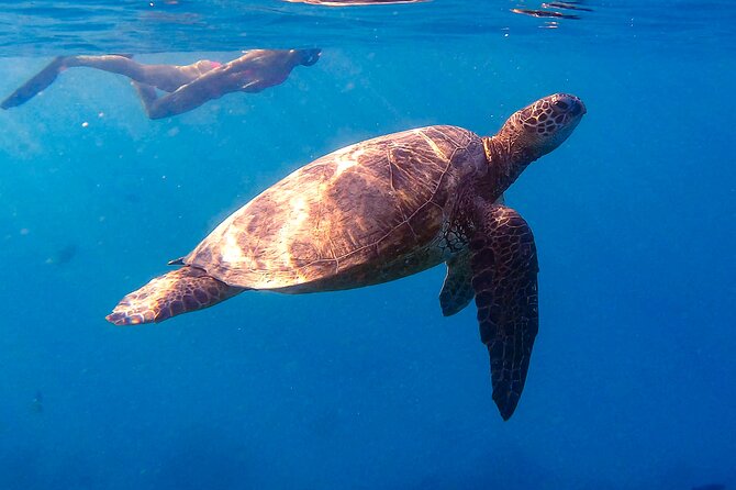 Waikiki Turtle Canyon Snorkel: Turtles Guaranteed - Why Turtle Canyon is Waikiki’s reliable turtle stop