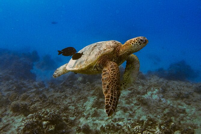Waikiki Turtle Canyon Snorkel: Turtles Guaranteed - Boat comfort, drinks, and the ride back