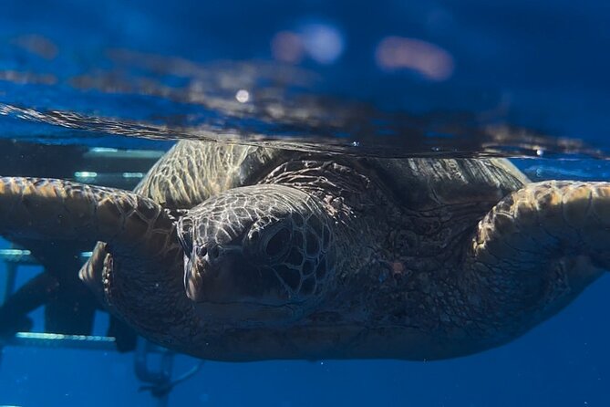 Waikiki Turtle Canyon Snorkel: Turtles Guaranteed - The crowd factor at this famous reef