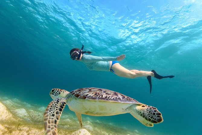 Waikiki Turtle Canyon Snorkeling Adventure - Key points before you book