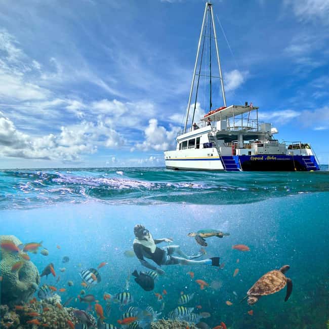 Waikiki Turtle Snorkel Adventure - Weather, Cancellations, and Practical Limits