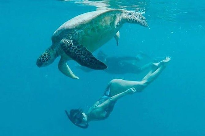Waikiki Turtle Snorkel and Sail on Hawea Catamaran - Why Turtle Canyon makes a good Waikiki outing