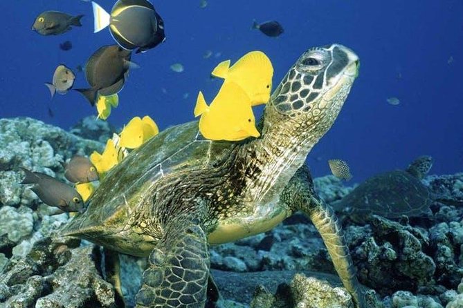 Waikiki Turtle Snorkel and Sail on Hawea Catamaran - Meeting the Hawea at Waikiki Beach