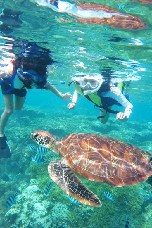 Waikiki: Turtle Snorkeling Cruise with 20ft Jumping Platform - Who will enjoy this most?