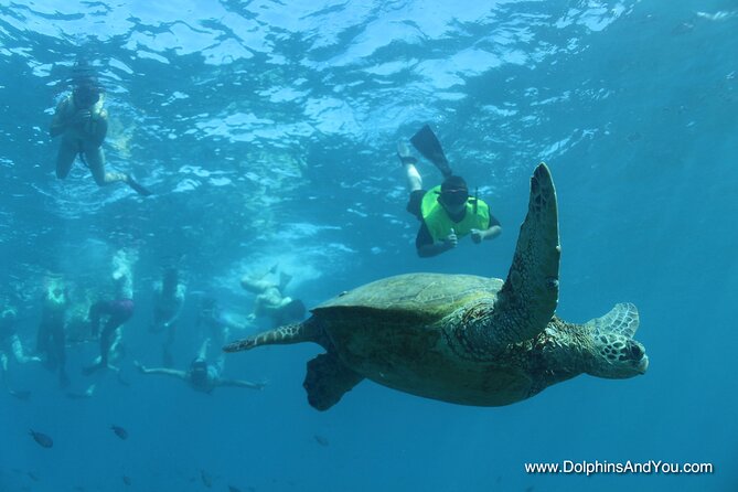Waikiki Turtle Snorkeling Tour with Complimentary Trolley Ride - Dolphins, whales, and the ride back