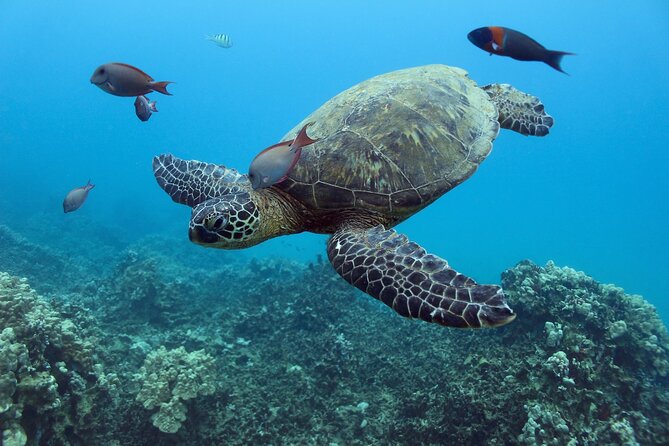 Waikiki Turtle Snorkeling Tour with Complimentary Trolley Ride - Snacks, soft drinks, and the onboard hula