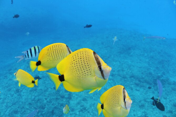 Waikiki Turtle Snorkeling Tour with Complimentary Trolley Ride - Is $100.80 a fair price?