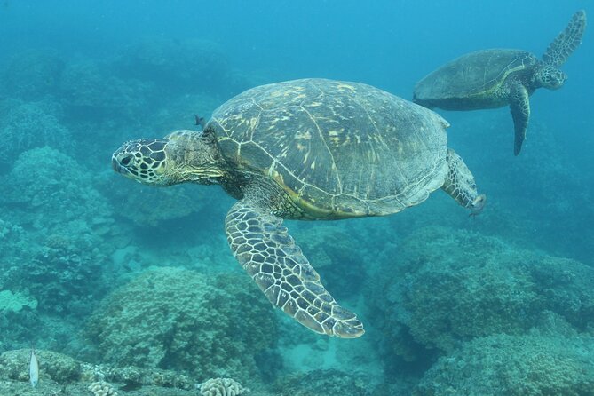 Waikiki Turtle Snorkeling Tour with Complimentary Trolley Ride - Who will enjoy this most