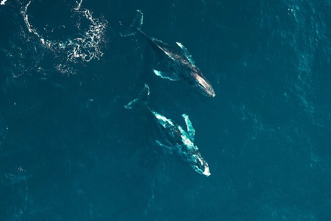 Waikiki Whale Watching Cruise - Two Hours With Waikiki and Diamond Head in View