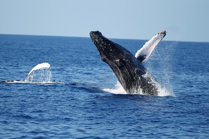 Waikiki Whale Watching Cruise with Snack & Trolley Transportation - What the crew adds to the experience