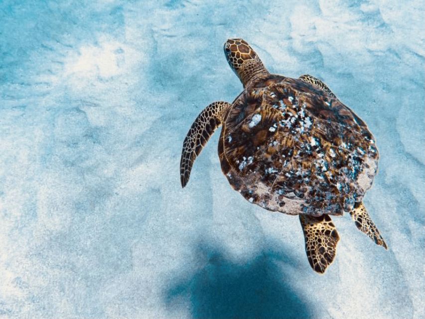 West O'ahu: Dolphin Watching and Snorkeling Catamaran Cruise - Key points to know before you book