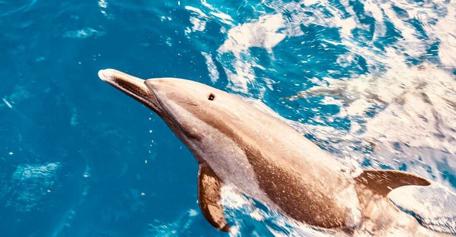 West O'ahu: Dolphin Watching and Snorkeling Catamaran Cruise - Why West Oahu is the right setting