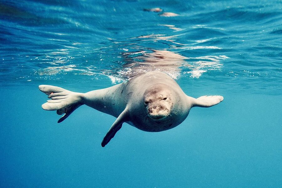 West O'ahu: Dolphin Watching and Snorkeling Catamaran Cruise - A simple Hawaiian lunch between the sea time