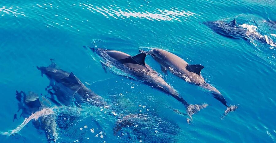 West O'ahu: Swim with Dolphins Catamaran Cruise - Searching for spinner and bottlenose dolphins