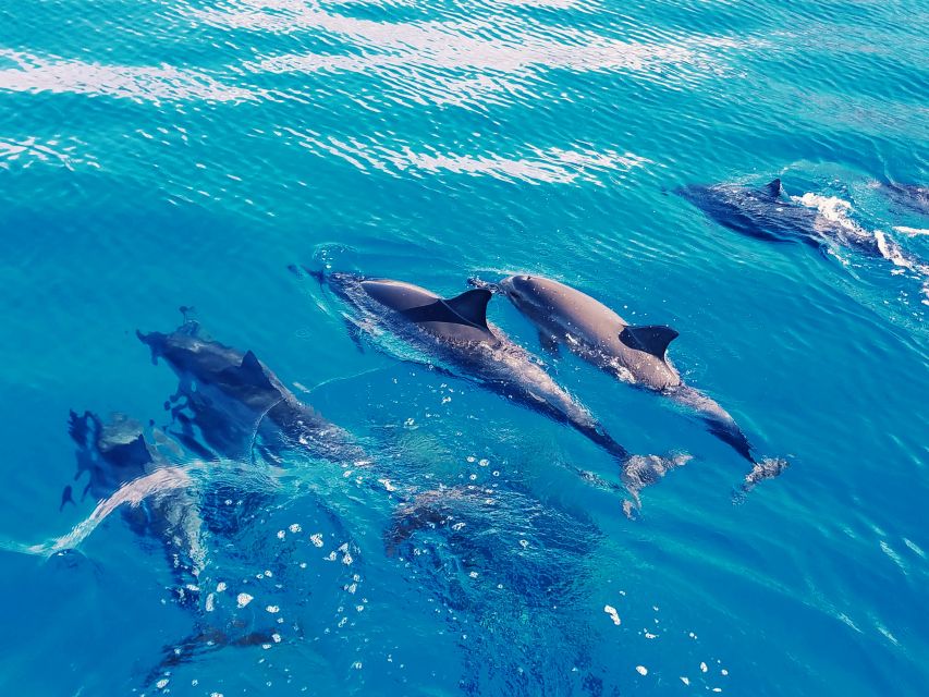 West O'ahu: Swim with Dolphins Catamaran Cruise - Winter whales and unusual sightings