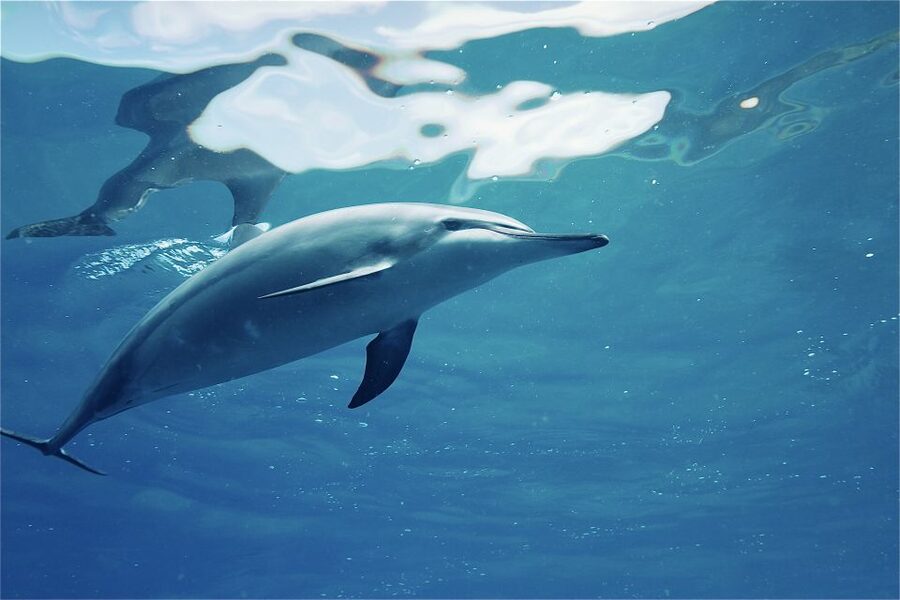 West O'ahu: Swim with Dolphins Catamaran Cruise - Who will enjoy this cruise most?
